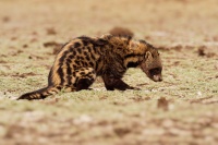 Cibetka africka - Civettictis Civetta - African Civet o2091
